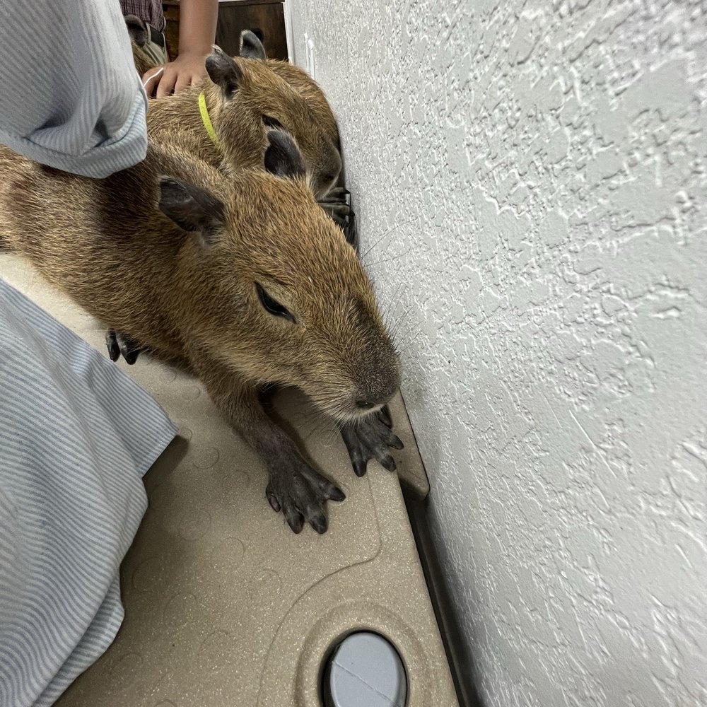 The Capybara Cafe - 8/17/2025 - Capybara coming for a cuddle - Themed Cafes Near Me - St. Augustine, Florida The Capybara Cafe - 8/17/2025 - Capybara coming for a cuddle - Themed Cafes Near Me - St. Augustine, Florida