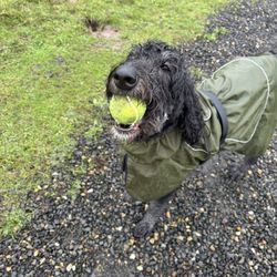 Sandy River Delta Park - My dog having a blast at the Delta, Sandy River