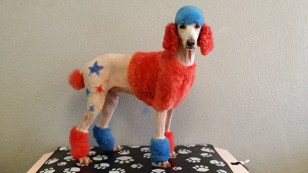 THE PAW SPA Updated August 2024 15 Reviews 5622 McArdle, Corpus