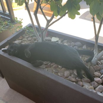 Niner Wine Estates - Meet Robby, the winery cat - Wine Tasting Room Near Me - Paso Robles, California Niner Wine Estates - Meet Robby, the winery cat - Wine Tasting Room Near Me - Paso Robles, California
