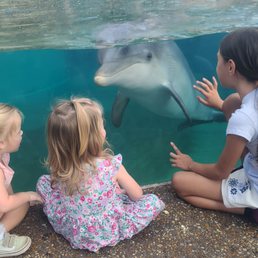 The dolphin nursery