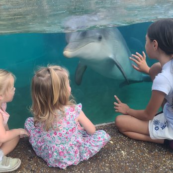 SeaWorld Orlando - The dolphin nursery - Amusement Parks Near Me - Orlando, Florida