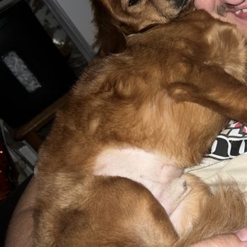 Shaggy2swaggypets - ruined my baby's coat and took months to grow back. - Pet Groomers Near Me - Riverside, California Shaggy2swaggypets - ruined my baby's coat and took months to grow back. - Pet Groomers Near Me - Riverside, California