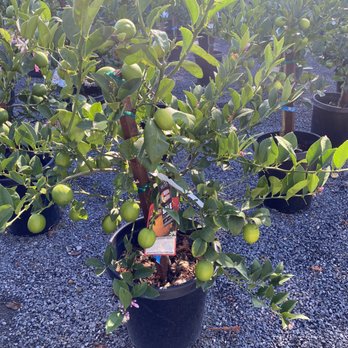 Moon Valley Nurseries - Meyer lemon tree at Moon Valley Nursery - Nurseries & Gardening Near Me - Santa Rosa, California