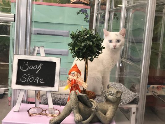 The Cat's Meow by null