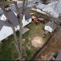DB Trees - tree removal