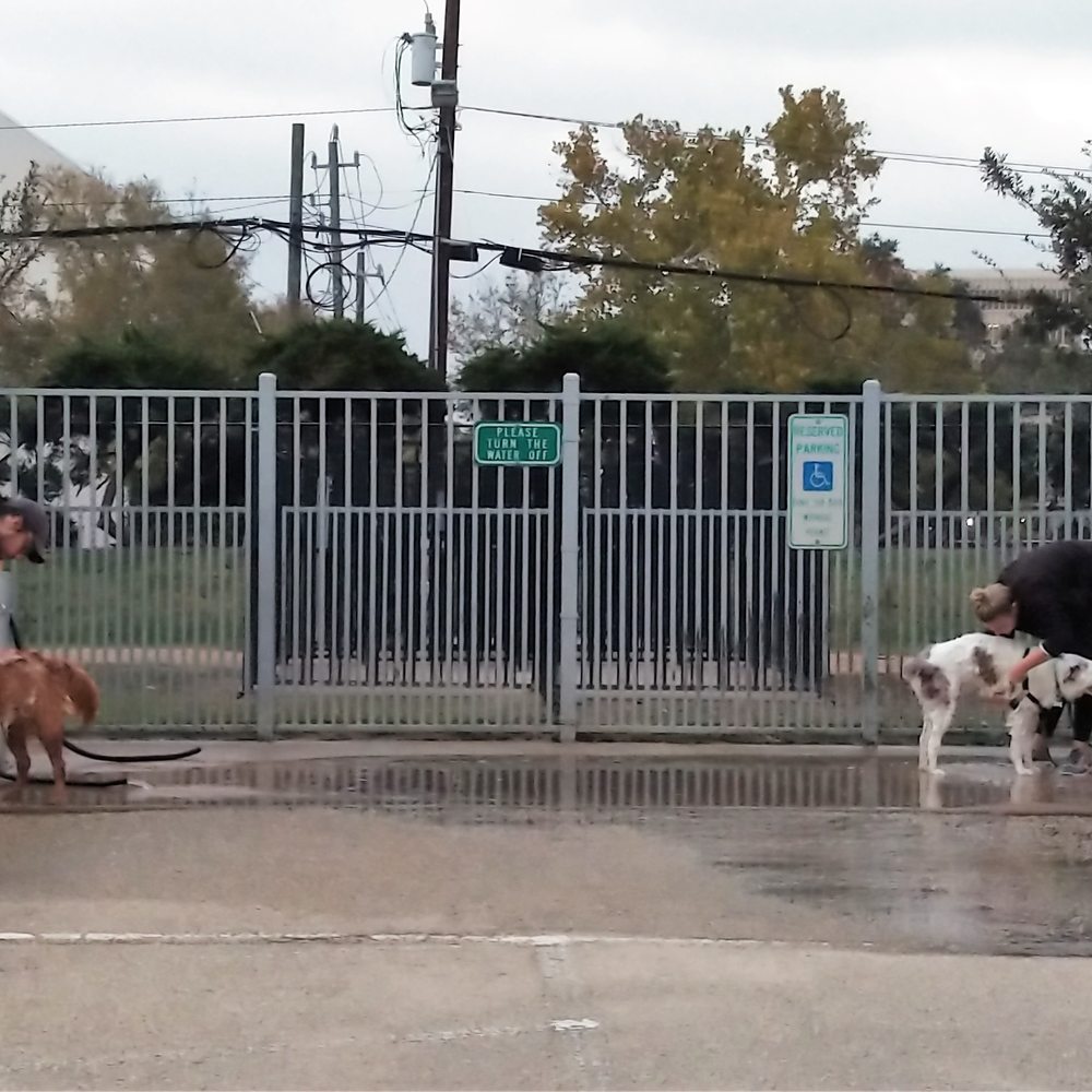 Danny Jackson Dog Park - This is one of the wash stations.  It looks like a Golden Retriever on the left and a sable colored Australian Shepherd on the right. - Dog Parks Near Me - Houston, Texas