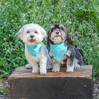 Poodle Nook - As you can see they look amazing!. There is never a scratch or wound on them. They come out happy. They are looking great! Thanks ladies - Pet Groomers Near Me - Citrus Heights, California Poodle Nook - As you can see they look amazing!. There is never a scratch or wound on them. They come out happy. They are looking great! Thanks ladies - Pet Groomers Near Me - Citrus Heights, California