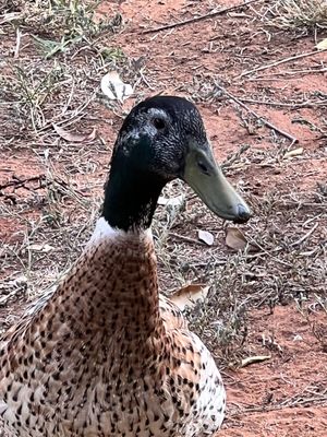 Barons CreekSide by null