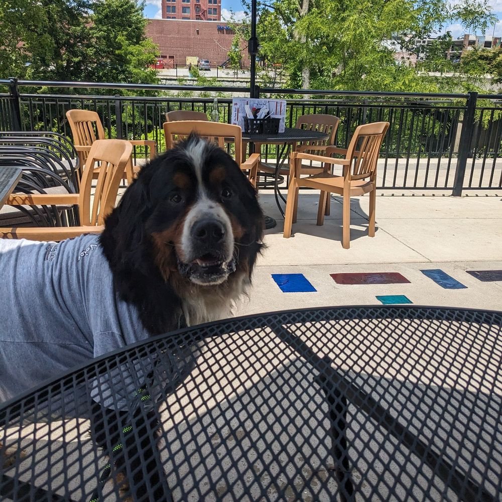 Dog friendly patio Dog friendly patio