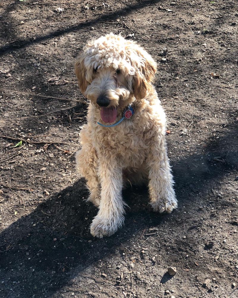 Hillside Dog Park