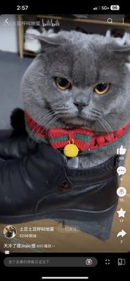 Hakka Express by null