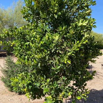 Moon Valley Nurseries - Loving my calamondin tree. It arrived with so many fruits and blossoms. - Nurseries & Gardening Near Me - Phoenix, Arizona