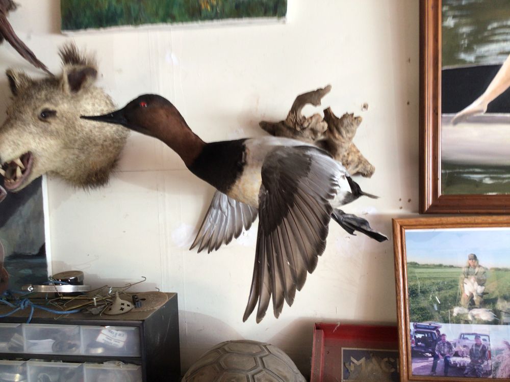 Eichbergerwerks - taxidermy in Lakeside, CA