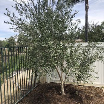 Moon Valley Nurseries - My new olive tree from Moon Valley - Tree Services Near Me - Irvine, California