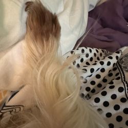 Saiki Veterinary Mobile Care - My dog's foot
