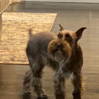 Glamour Paws - Hazel and her perfect cut - Pet Groomers Near Me - Tulsa, Oklahoma Glamour Paws - Hazel and her perfect cut - Pet Groomers Near Me - Tulsa, Oklahoma