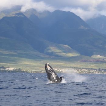Gemini Sailing Charters - Whale - Boating Near Me - Lahaina, Hawaii