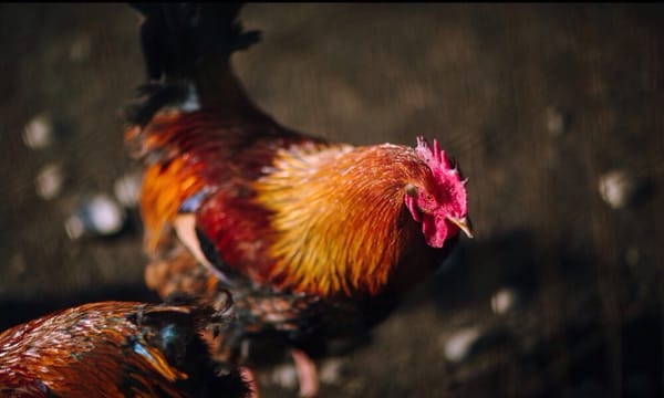 BENNER’S FARM - Updated December 2025 - 55 Photos & 29 Reviews - 56 ...