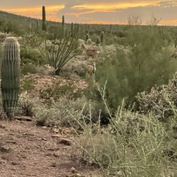 Tucson Mountain Stables