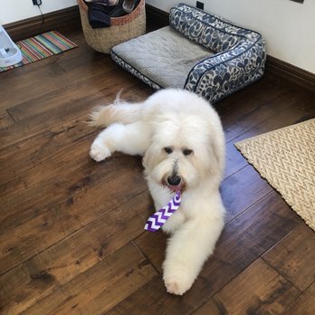 Moises Mobile Grooming - Resting after his bath! - Pet Groomers Near Me