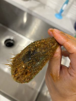 Shaking Crab (Newton) by null