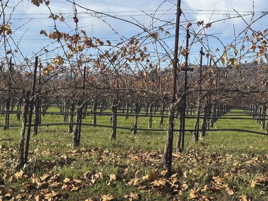 Silver Oak Alexander Valley by null