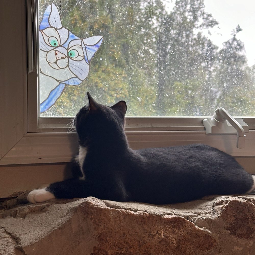 PurrsnicKitty - Hanging out in the window - Pet Boarding Near Me - Phoenix, Maryland