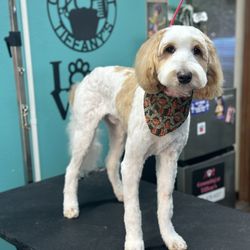Grooming at Tiffany’s