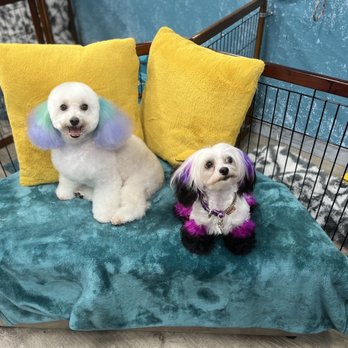 Phoenix Pet Salon - Pet Groomers Near Me - Davie, Florida Phoenix Pet Salon - Pet Groomers Near Me - Davie, Florida
