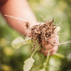 Tenderly Rooted