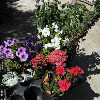 Leaf Landscape Supply - Purple salvia, coral geranium, coral kalanchoe, Dusty miller, petunias. - Nurseries & Gardening Near Me - Austin, Texas