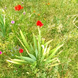 Gallery of Dreams - Wild flowers in my June garden, Saint David Arizona