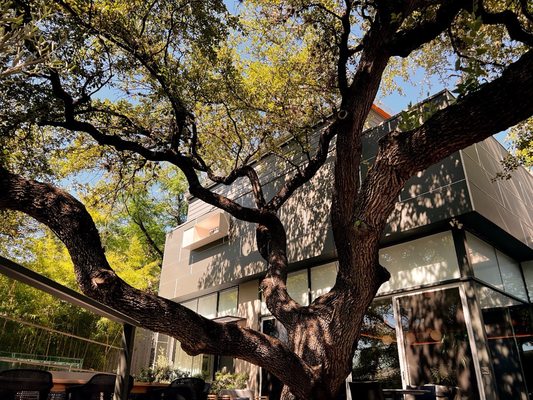 Frame Hotel - Treehouse by null