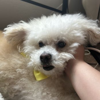 Pawradise Mobile Grooming - Pet Groomers Near Me