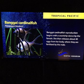 Seattle Aquarium - Cool looking fish - Aquariums Near Me - Seattle, Washington
