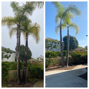 Master Tree Services - Before left after right - Tree Services Near Me Master Tree Services - Before left after right - Tree Services Near Me