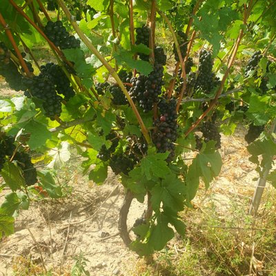 Fenn Valley Vineyards by null