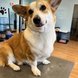 Canine Cottage Dog Grooming