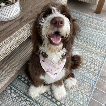 Pet Garden Grooming - Baylee looks beautiful! - Pet Groomers Near Me - Winter Garden, Florida