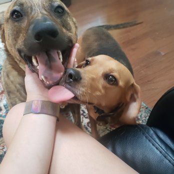 Out N' About Dog Training - Pet Training Near Me