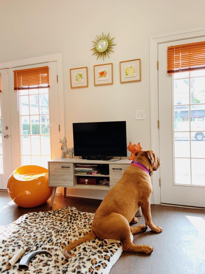 MARMALADE & MOBILE VET Updated September 2024 56 Pitman Ave, Pitman