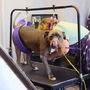 Photo of Pawsitive Pet Grooming