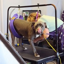 Pawsitive Pet Grooming