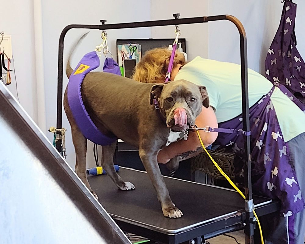 PAWSITIVE PET GROOMING Updated October 2024 251 Marion Ave