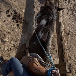 Bettys Trail Rides