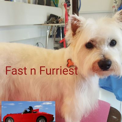 fast and furriest pet grooming