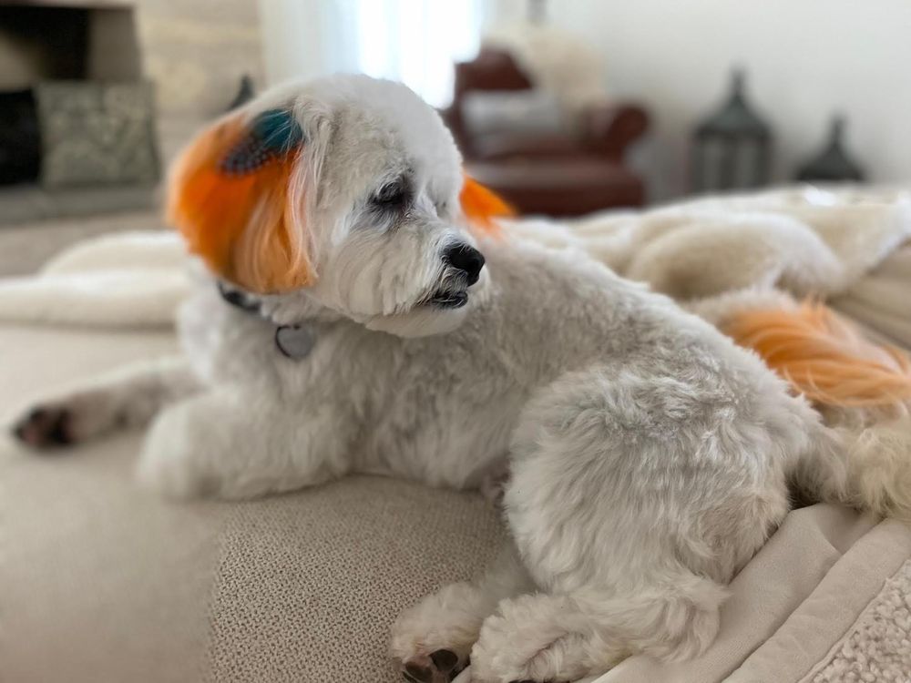 Vivid Dog Groomers Granbury Texas View Photography Vivid Dog Groomers Granbury Texas View Photography