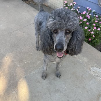 Glamour Pets Grooming - Even with his summer shave, Glamour Pets makes sure he keeps all that beautiful Poodle grandeur! - Pet Groomers Near Me - Bartlesville, Oklahoma Glamour Pets Grooming - Even with his summer shave, Glamour Pets makes sure he keeps all that beautiful Poodle grandeur! - Pet Groomers Near Me - Bartlesville, Oklahoma