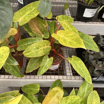 Your Farm & Garden - Nurseries & Gardening Near Me - Sarasota, Florida Your Farm & Garden - Nurseries & Gardening Near Me - Sarasota, Florida